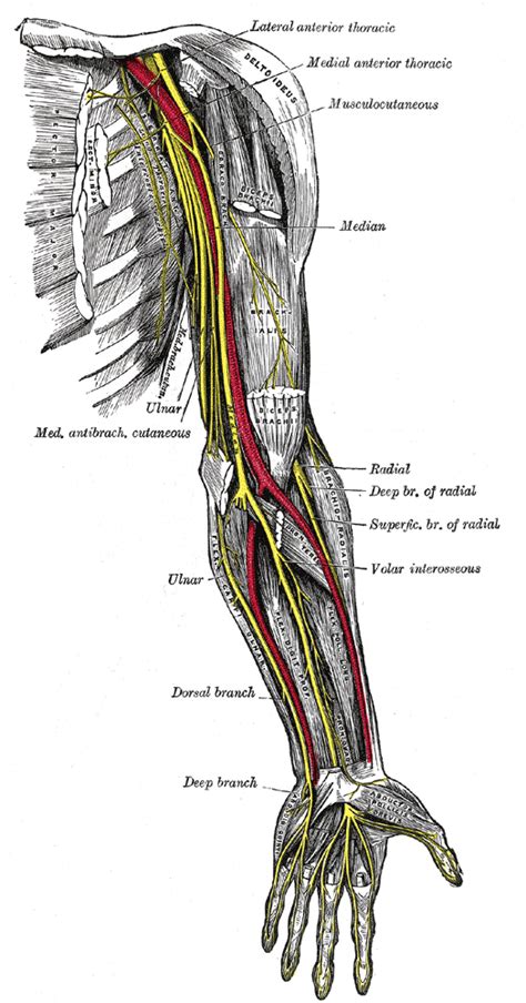 nerves boundless anatomy  physiology