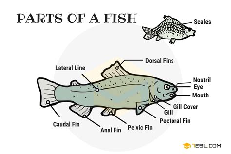 parts   fish  fish anatomy  pictures esl