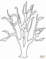 Tree Coloring Bare Pages Roots Winter Baum Leaves Printable Template Without Maple Trees Kahler Drawings Templates sketch template