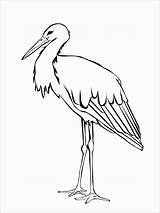 Stork Cegonha Nest Coloringbay Colorir sketch template