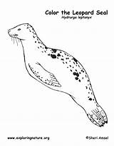 Seal Leopard Coloring Pages Kids Guam Print Exploringnature Vector Color Elephant Craft Getdrawings sketch template
