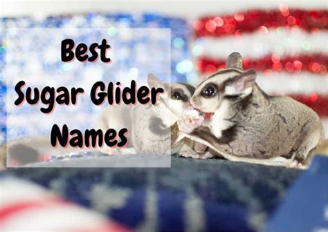 sugar glider names  cute funny names   glider  pet savvy
