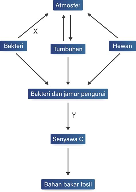 perhatikan daur karbon berikut  seca