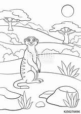 Coloring Pages Meerkat Vector Cute Vectorified Popular sketch template