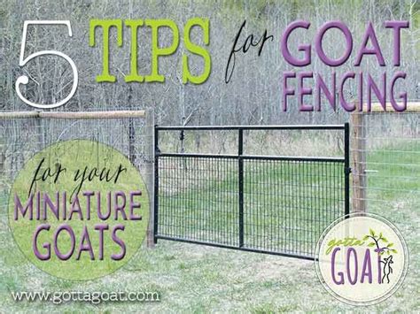 tips  goat fencing   miniature goats goats pinterest miniature goats fencing