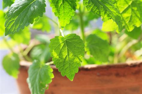 grow mint indoors indoor plant center