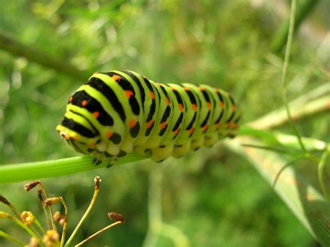 caterpillar animal wildlife