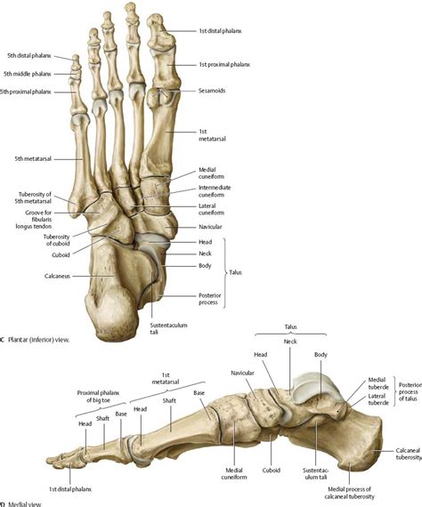 foot ankle anatomical