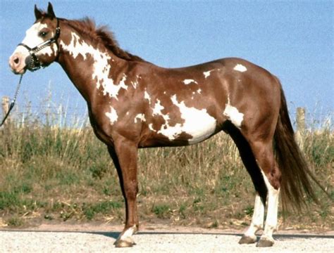 american paint horse petmapz  dr katz  veterinarian endorsed