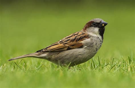 meaning  symbolism   word sparrow