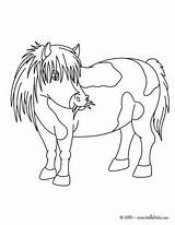 Pony Coloring Shetland Pages Ausmalbilder Von Getcolorings Print Und Pferde Ponys Hellokids Gemerkt sketch template