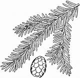 Coloring Hemlock Tree Cedar Eastern Getdrawings Drawing Canadian Template sketch template