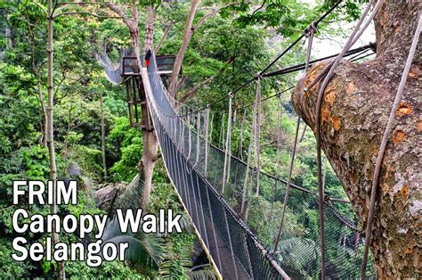 canopy walks  malaysia updated