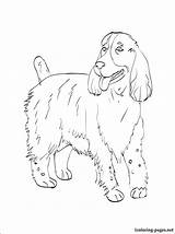Spaniel Coloring Pages Charles King Springer Cavalier Cocker Perfect Getcolorings Getdrawings English 83kb 750px sketch template