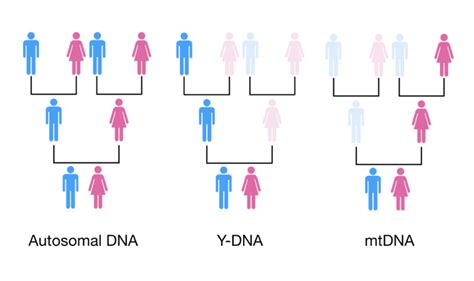 Y Chromosomes And Mitochondrial Dna A New Frontier Of