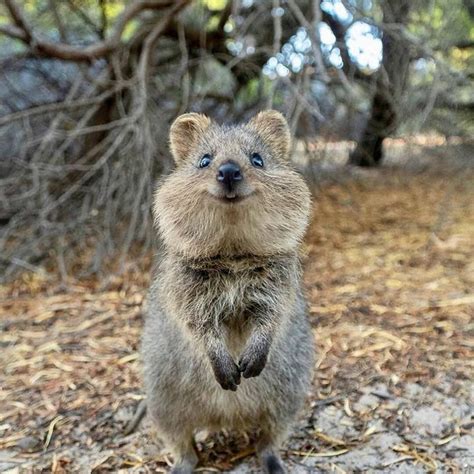 hewan quokka australia  lucu  murah senyum
