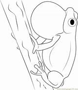 Frog Coloring Tree Pages Coloringpages101 sketch template