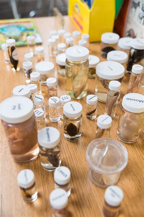 specimens  jars  biology classroom  stocksy contributor