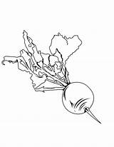 Beets Planting Coloring Pages Color sketch template