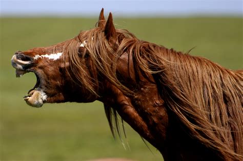 secrets  legendes de lile aux chevaux sauvages russia  fr