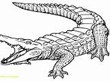 Coloring Crocodile Nile River Cartoon Getcolorings Pages Alligator Getdrawings sketch template