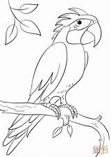 Parrot Coloring Branch Pages Perching Parrots Easy Supercoloring Drawing Animal Printable Outline Drawings Bird Birds sketch template