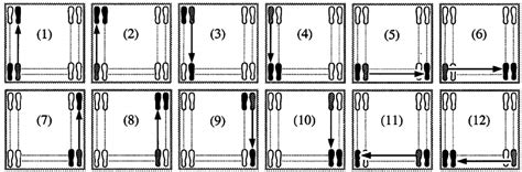 schematic representation    steps   sequential motor task  scientific