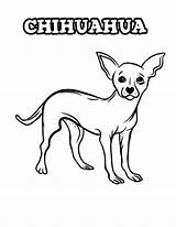 Chihuahua Coloring Pages Dog Color Dogs Printables Netart Kids sketch template