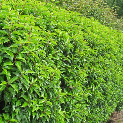 prunus lusitanica angustifolia garden directie