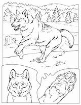 Coloring Pages Wolf Loup Coloriage Yellowstone Printable Pack Kids Imprimer National Horse Books Vacation Werewolf Adult Book Nature Animal Park sketch template