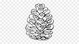 Pine Cones Pinecone sketch template