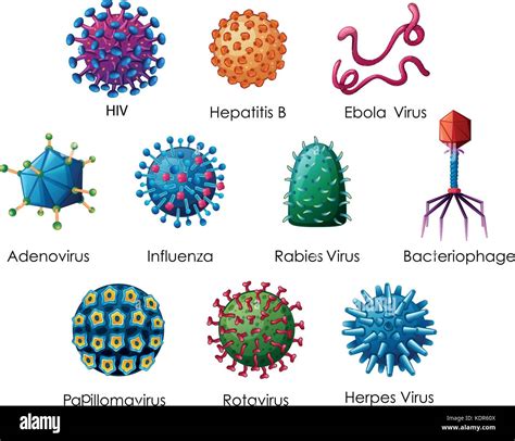 diagramm mit verschiedenen arten von viren abbildung stock vektorgrafik alamy