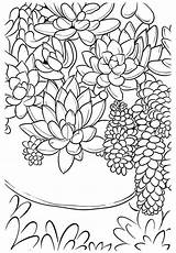 Succulent Succulents Rocks Mandalas sketch template