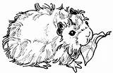 Guinea Pig Coloring Pages Clipart Printable Guineapig Popular Library Clip Books Codes Insertion sketch template