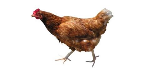 nenek moyang semua ayam di dunia berasal dari asia tenggara