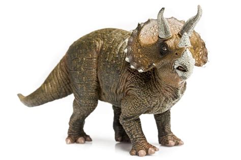dinosaurs triceratops facts   triceratops dinosaur