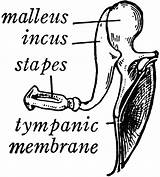 Ear Clipart Bones Etc Stapes Hammer Malleus Stretches Membrane Tympanic Inner Chain Across Middle Three These Small sketch template