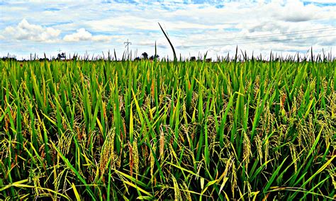 Gambar Padi Di Sawah Subhaanallah Galeri Foto Gambar Padi Sawah