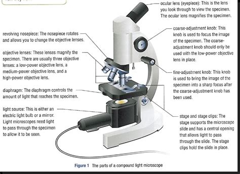 parts   microscope   functions vrogueco