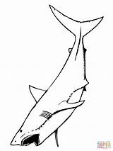 Shark Great Mouth Drawing Outline Open Printable Coloring Pages Template Fish Color Jumping Water Da Drawings Animal sketch template