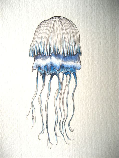july   jellyfish  drawing  day   year