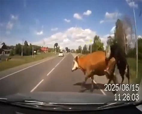 dashcam footage shows car crash into cattle who were mating in the road daily mail online