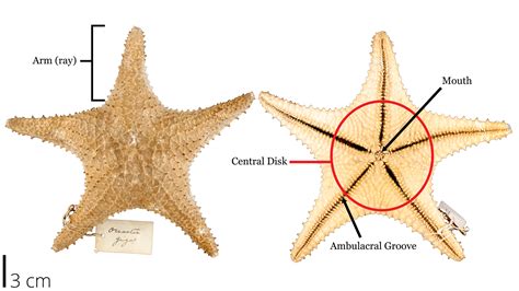 starfish anatomy labeled sea star anatomy internal quiz background pinkston
