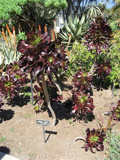 8 Showy Succulents For Your Water Wise Garden Install It Direct