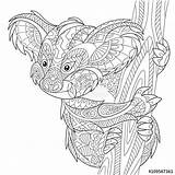 Koala Coloriage Zentangle Australie Mandala Orso Antistress Stylized Colorare Gestileerde Stiliserade Mandalas Ausmalbilder Stockillustratie Stilizzato Foglie Shirt Erwachsene Koalas Fotolia sketch template