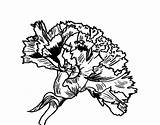 Carnation Flower Coloring Colorear Para Clavel Flor Dibujo Coloringcrew sketch template