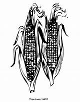 Corn Coloring Printable Pages Comments Cob Library sketch template