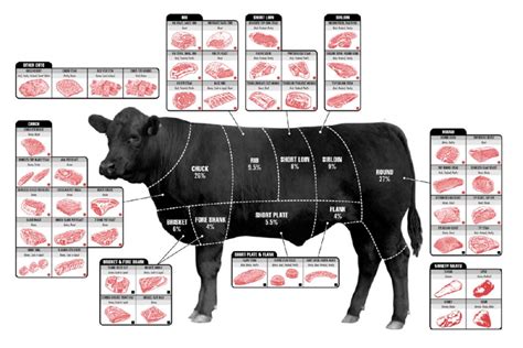 beef cuts  meat butcher chart cattle diagram poster