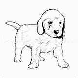 Retriever Golden Coloring Puppy Pages Drawing Goldendoodle Puppies Drawings Dog Line Lab Labrador Cute Draw Color Easy Printable Pitbull Labradoodle sketch template