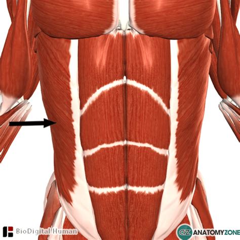 external abdominal oblique muscle muscular musculoskeletal anatomyzone